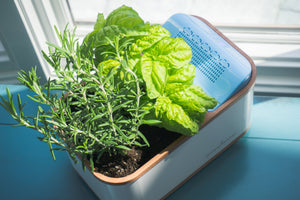Dewplanter - The Water Generating Planter