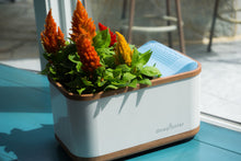 Load image into Gallery viewer, Dewplanter - The Water Generating Planter
