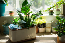 Load image into Gallery viewer, Dewplanter - The Water Generating Planter

